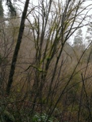 Leafless woods