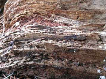 Details of the stump