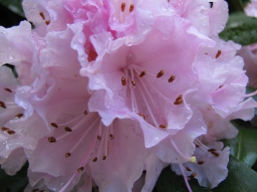 Light pink rhododendrons