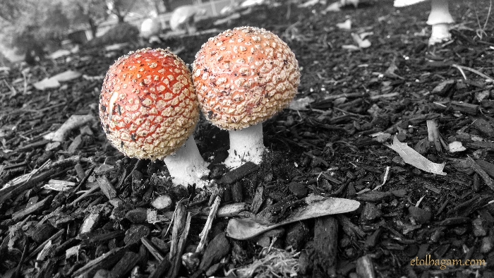 mushroomsSplash700